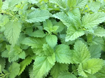 The Impact of Insects on Lemon Balm Plants in the Garden