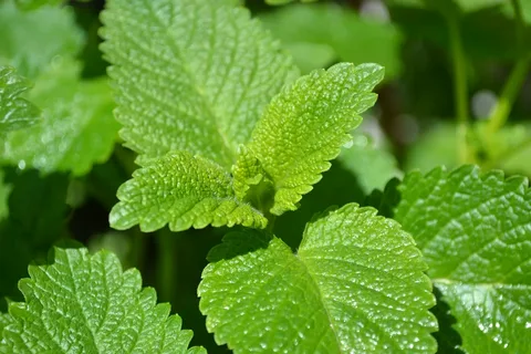 The Impact of Insects on Lemon Balm Plants in the Garden