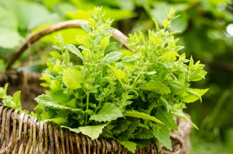 The Impact of Insects on Lemon Balm Plants in the Garden